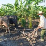 Measures in favor of agricultural producers.
