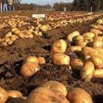 Potato Harvest Higher than Expected
