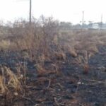 The incident spread to the cane fields.