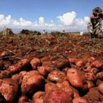 A Potato Harvest with Higher Quality