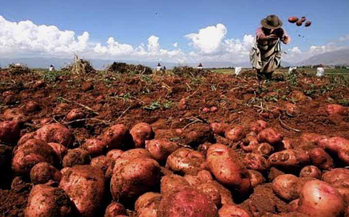 Mayabeque is one of the main potato growing territories in Cuba