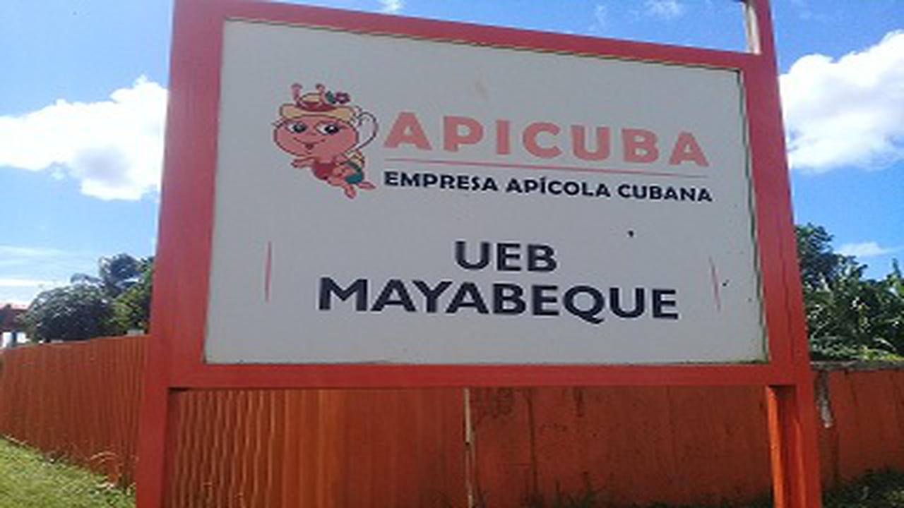 Pretenden superar record productivo en Empresa Apícola de Mayabeque.