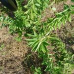 Especialistas de Mayabeque participarán en Simposio de Plantas Medicinales