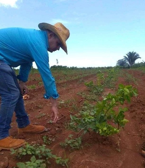 Cultivo de garbanzos ya da sus primeros resultados.