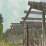 Entregan a productores 21 lecherías para mantenimiento constructivo y posterior producción (+Audio)