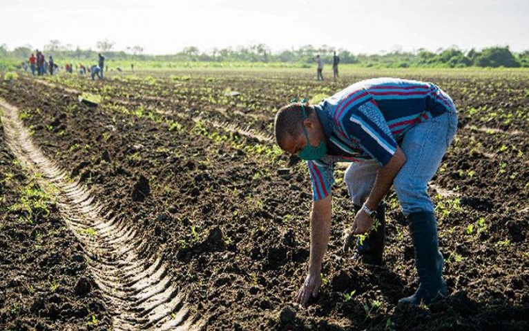 Publican compendio de medidas prioritarias para el sector de la Agricultura.