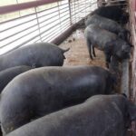 Amplían cría de cerdo rústico en Empresa Agropecuaria de Mayabeque.