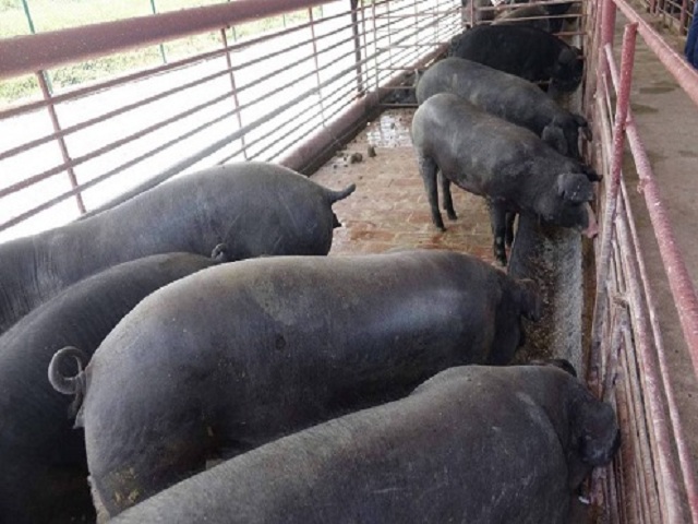 Amplían cría de cerdo rústico en Empresa Agropecuaria de Mayabeque.