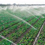 Exhortan en Madruga a explotar potencialidades agropecuarias (+Audio)