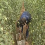 Implementan medidas para incrementar la producción de alimentos