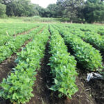 Avanza proyecto de soberanía alimentaria en Mayabeque (+ Audio)