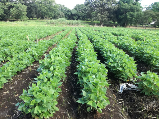 Food sovereignty project in Mayabeque.