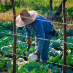 M&aacute;s comida para el pueblo, prioridad para el sector agropecuario (+ Audio)
