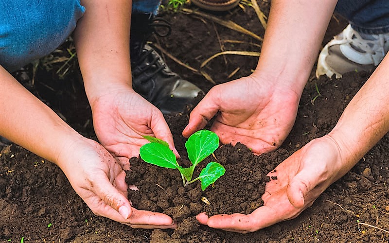 Los árboles producen oxígeno y son esenciales para la naturaleza