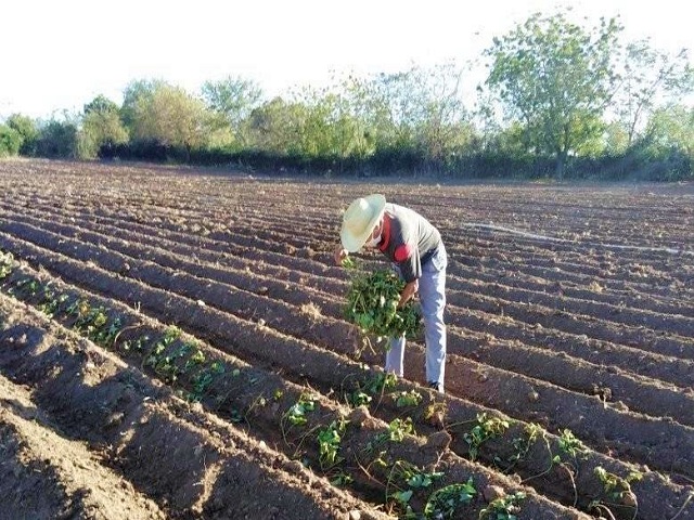 The humidity and abundant rains of this season favor these crops in areas that do not have irrigation.