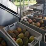 Por incrementar elaboración y venta de productos unidad industrial de Quivicán