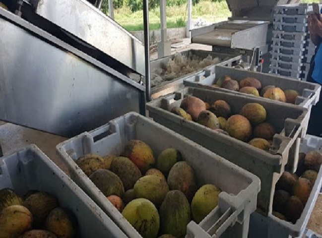 Pulpa de mango, uno de los productos líderes en la industria de Quivicán