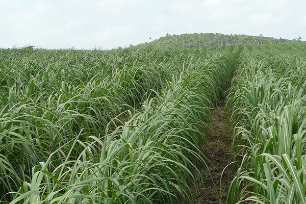 Shoots are rehabilitated through the use of fertilizers.