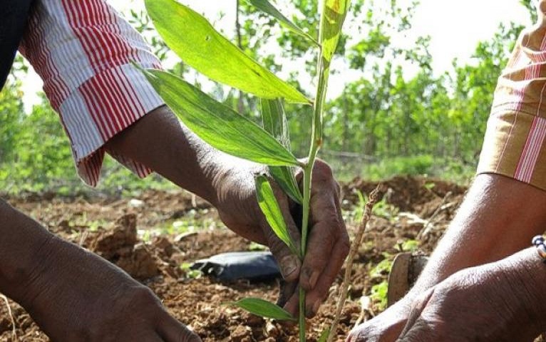 Reconoce presidente de Cuba labor de trabajadores forestales.