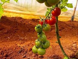 The development of varieties of tomatoes resistant to pests is among the most significant studies
