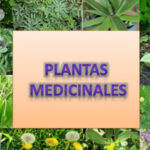 Impulsa Agricultura Urbana, Suburbana y Familiar  producción de plantas medicinales