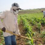 Avanza  campaña de primavera en Mayabeque