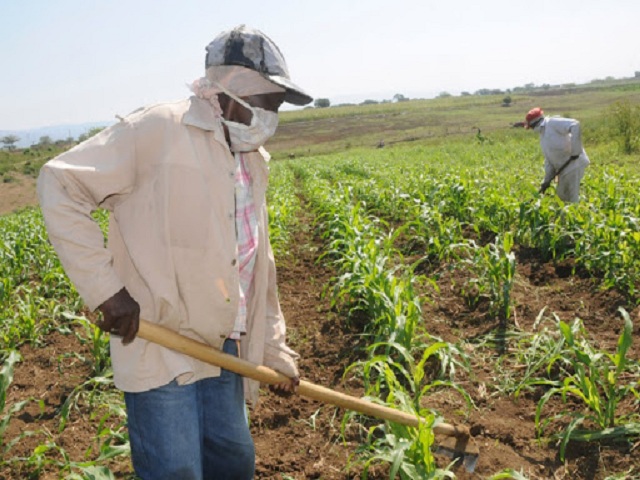 Spring campaign progresses in Mayabeque.