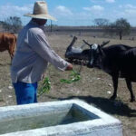 Aprueban a productores agropecuarios de Batabanó sacrificio y comercialización de  carne vacuna (+ Audio)