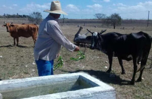 La dirección de la agricultura en Batabanó aprueba a tres productores agropecuarios el sacrificio, consumo y comercialización de carne vacuna. Foto: Archivo