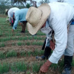 Apoyan producci&oacute;n de alimentos sucursales bancarias de Jaruco  (+ Audio)