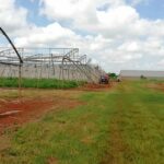 Mayabeque con grandes afectaciones en la agricultura por la tormenta tropical Elsa