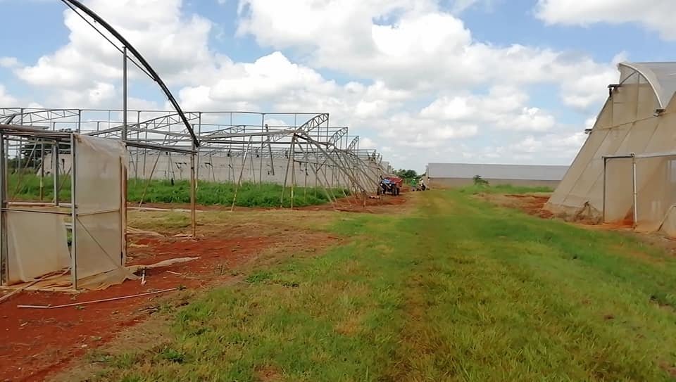 Mayabeque con grandes afectaciones en la agricultura por la tormenta tropical Elsa.