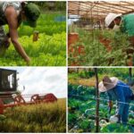 Potenciar el desarrollo agrícola: premisa en San Nicolás (+ Audio)