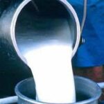 Milk reception system improved in Batabanó