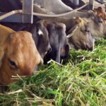 Por más alimento animal (+ Audio)