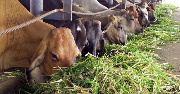 Animal feed is guaranteed at Livestock Genetics Company of the East, in Madruga.