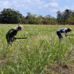 For more sugarcane yields.