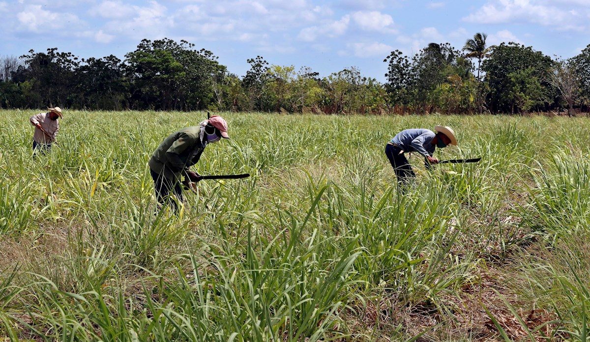 For more sugarcane yields.