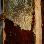 Mayabeque beekeeping workers exceed technical economic plan