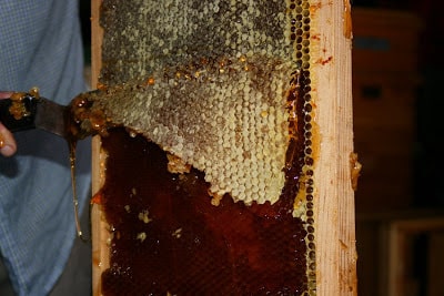 Mayabeque beekeeping workers exceed the technical economic plan.