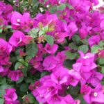 Federadas de Mayabeque plantar&aacute;n &aacute;rboles en saludo al D&iacute;a de la Rebeld&iacute;a Nacional