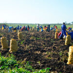 Cosechar todos los productos que puedan sufrir afectaciones, prioridad de la dirección provincial de la agricultura en Mayabeque