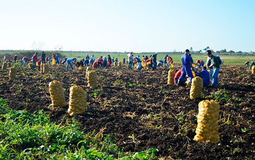 Cosechar todos los productos que puedan sufrir afectaciones, prioridad de la dirección provincial de la agricultura en Mayabeque