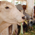 Impulsar la ganadería: prioridad de estos tiempos (+ Audio)