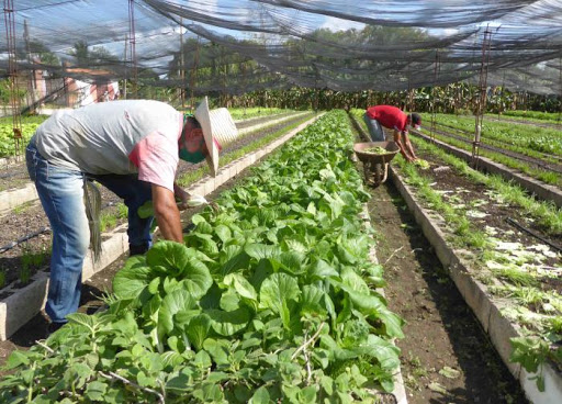 A favor del autoabastecimiento local.