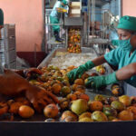 A buen ritmo producción de pulpa de mango en Batabanó (+ Audio)