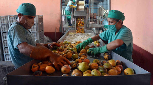 Mango pulp production.