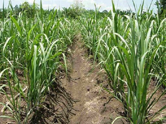 They guarantee availability of raw material for the coming sugar harvest from the planting of sugarcane.