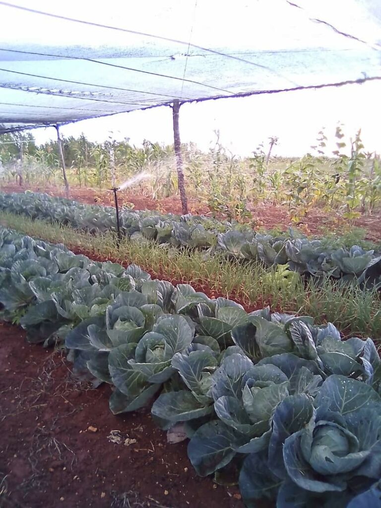 Cultivos protegidos en Cooperativa de Producción Agropecuaria Humberto Hernández.