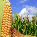 Priorizan cosecha de productos agr&iacute;colas de etapa de primavera en Bataban&oacute;